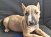 English Bull Terriers - ready to leave