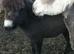 Miniature jack donkey