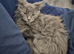 MAINE COON PEDIGREE BLUE BOY KITTEN FOR SALE