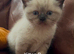 Gorgeous Himalayan Persian Kittens