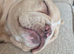 french bulldog puppie isabella cream