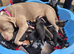 3 beautiful mastiff mix pups