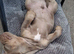 3 quarter english bulldog quarter pocket bully