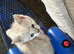 Half main coon kitten