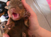 Minature Dachshund Smooth