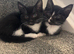 3 kittens