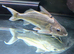 2 Four Lined Pimelodus