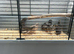 7x Chinese painted button quail