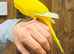Kakarikis