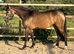 2023 registered dun filly to make 14.2