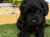 Lovely Cavapoos