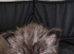 Full Maine Coon Boy kitten