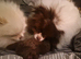 Chocolate pomeranian boy unique lines