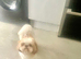 Rehoming Dog