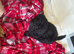 Last Two Toy Poodle Puppies Available &ndash; Ready Now