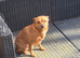 Chihuahua   male 6 years old