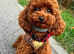 Toy fox Red Cavapoo