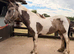 Dun and white gelding