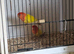 Proven pair lutino love birds