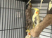 Baby cockatiel for sale