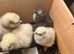 Silkie chicks