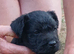 TOP QUALITY FELL TERRIER PUPS