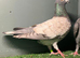 Beautiful Opal male looking for new home