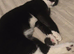 6month old kitten needing a new home