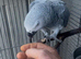 African grey for sale very Tame