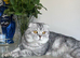 Last one Adorable Scottish fold kitten