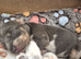 PRA CLEAR MINIATURE DACHSHUND PUPPIES