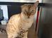 Bengal male