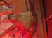 Goldador Puppies for sale