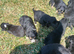 9 stunning Lakeland pups looking for their forever home