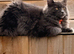Maine Coon Kittens for sale