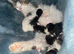 *Kittens Ready To Leave Now*