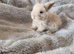 Mini lop bunnies