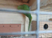 Ringneck complete with large cage