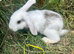 X9 Baby Lops