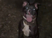 Bella Staffy