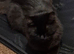 Beautiful kitten