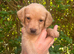 Gorgeous girl Labradors
