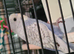 YOUNG BUDGIE WITH CAGE