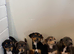 Jack Russell puppies ready for there new homes