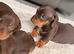 Miniature dachshund puppies