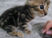 Bengal kittens READY NOW