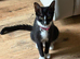 Female 1 year old cat