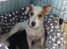 Beautiful Jack Russell Pups for sale.