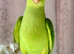 Indian Ringneck Hand raised