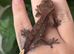 Various baby and adult crested geckos